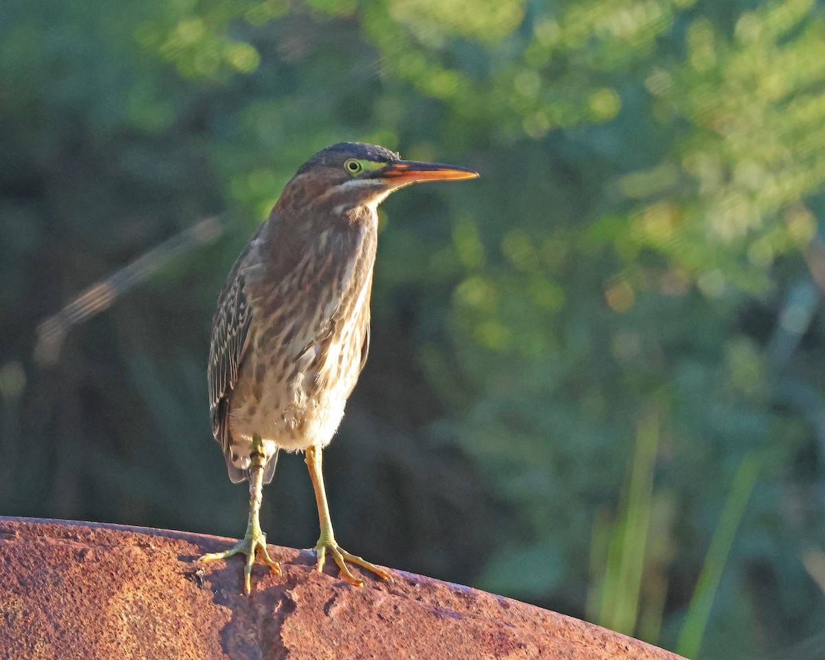 Green Heron - ML641174722