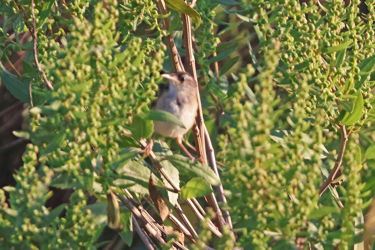 Marsh Wren - ML641174728