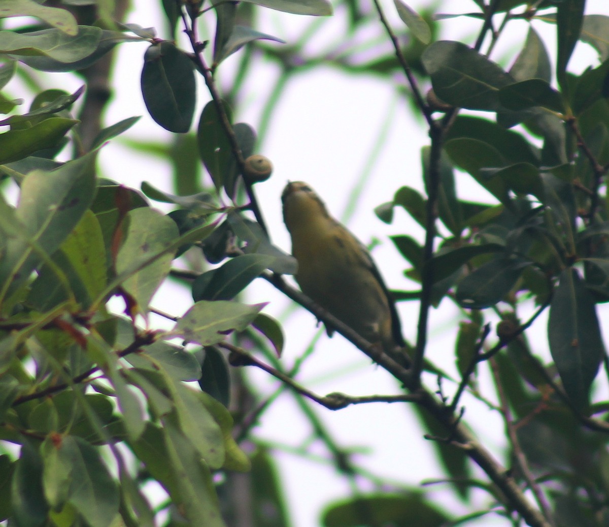 Blackburnian Warbler - ML641174730