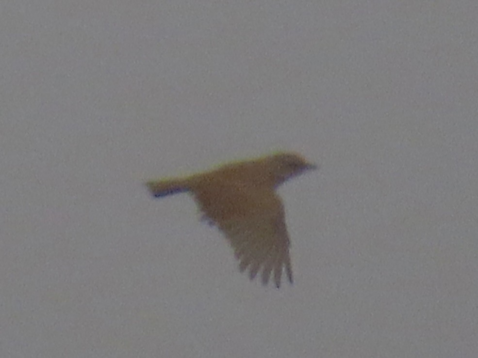 Dune Lark (Dune) - ML641174734