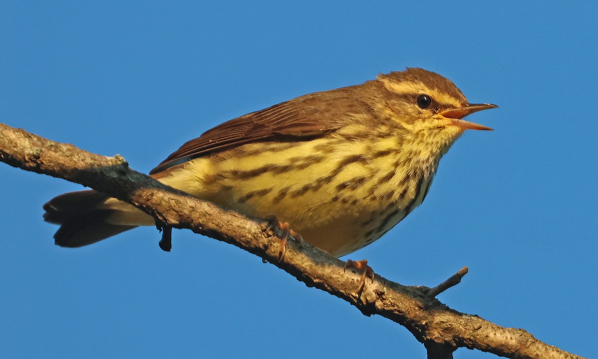 Northern Waterthrush - ML641174736