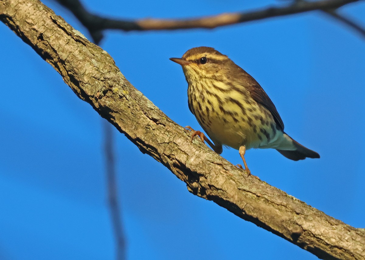 Northern Waterthrush - ML641174738