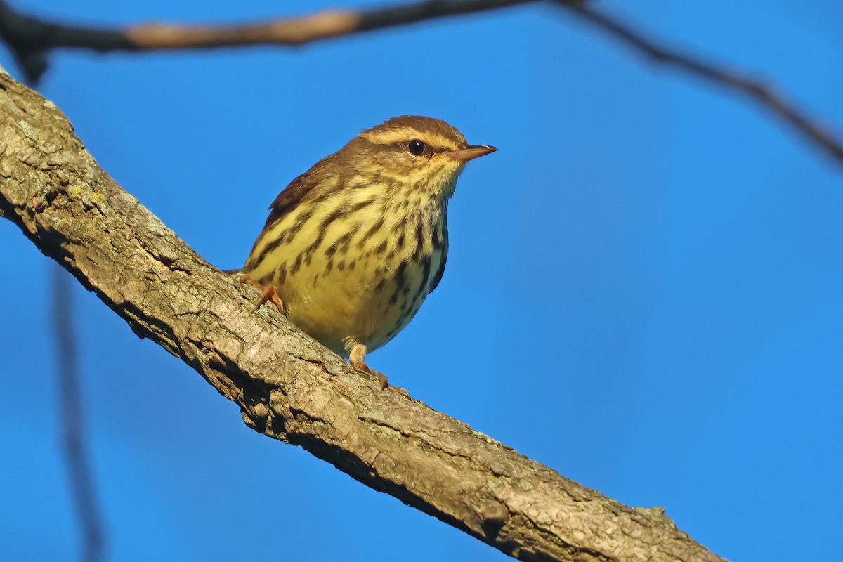 Northern Waterthrush - ML641174739