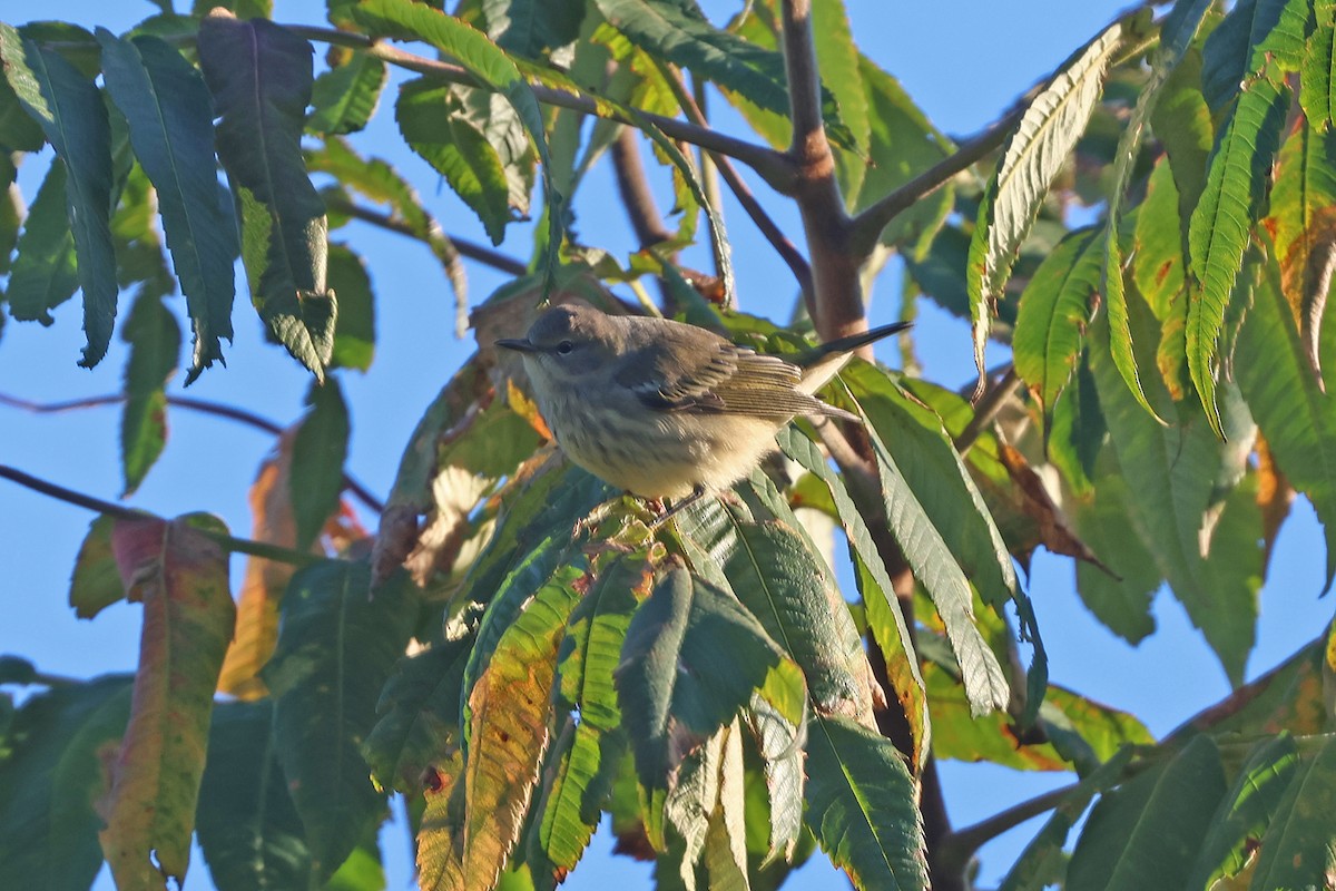 Cape May Warbler - ML641174757
