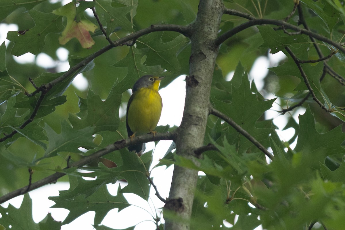 Canada Warbler - ML641174773