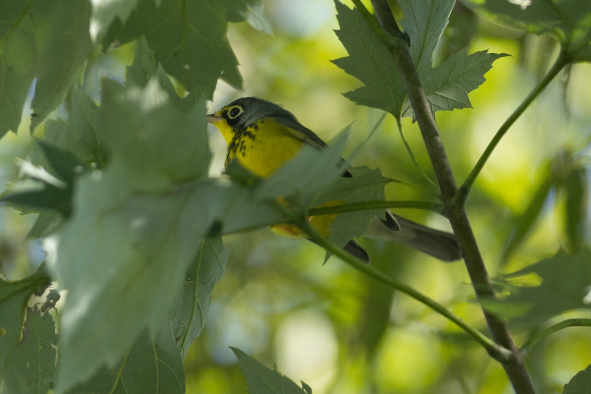 Canada Warbler - ML641174774