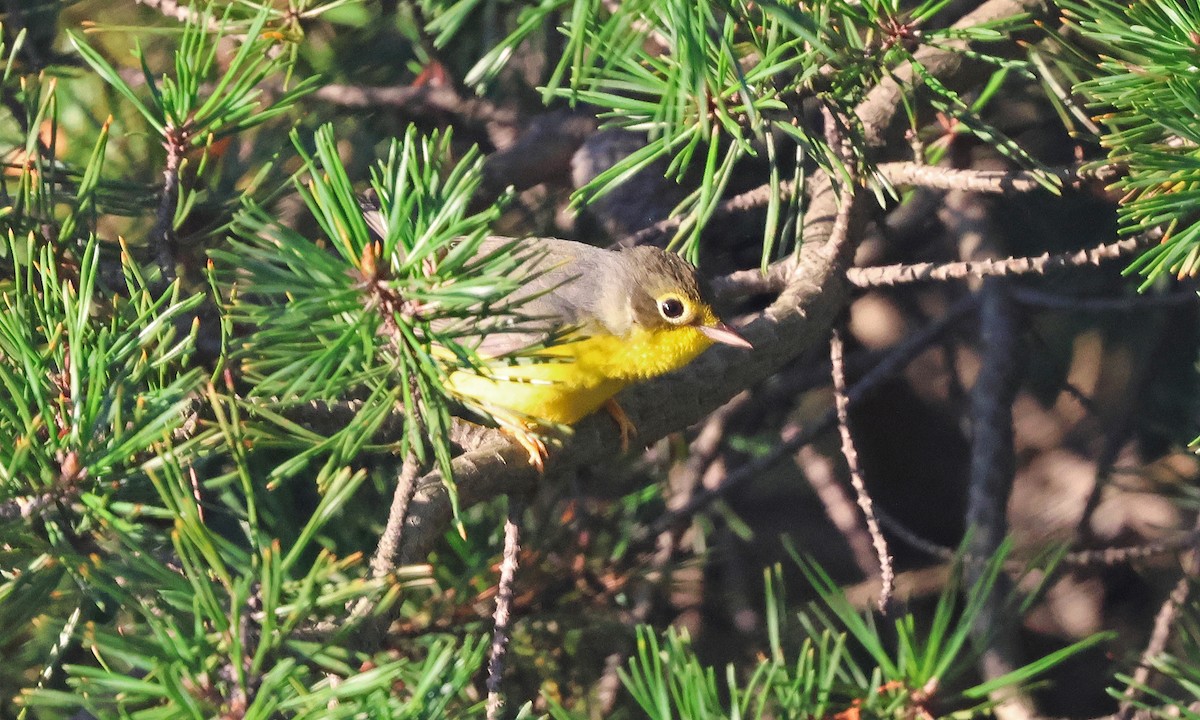 Canada Warbler - ML641174810