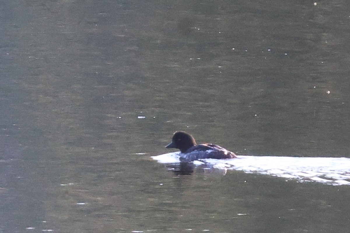 Barrow's Goldeneye - ML641174814
