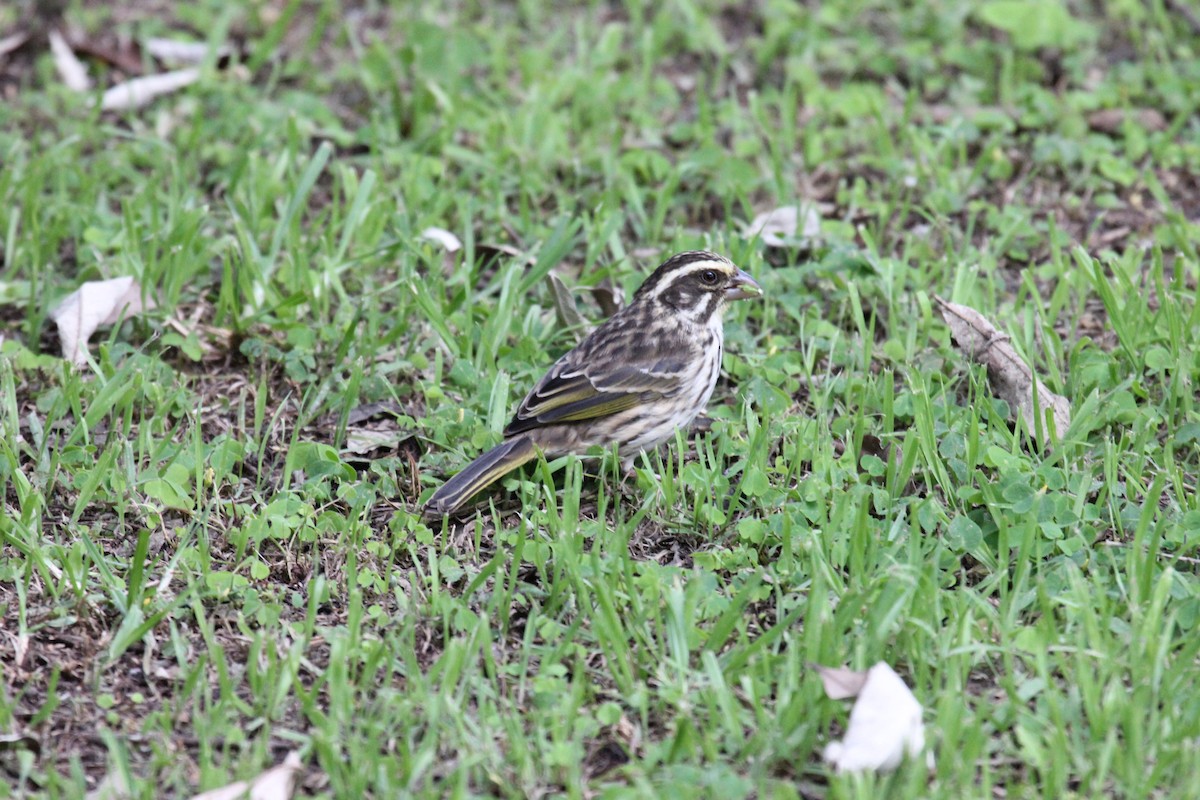Streaky Seedeater - ML641174823