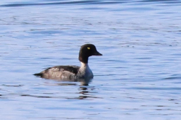 Barrow's Goldeneye - ML641174830