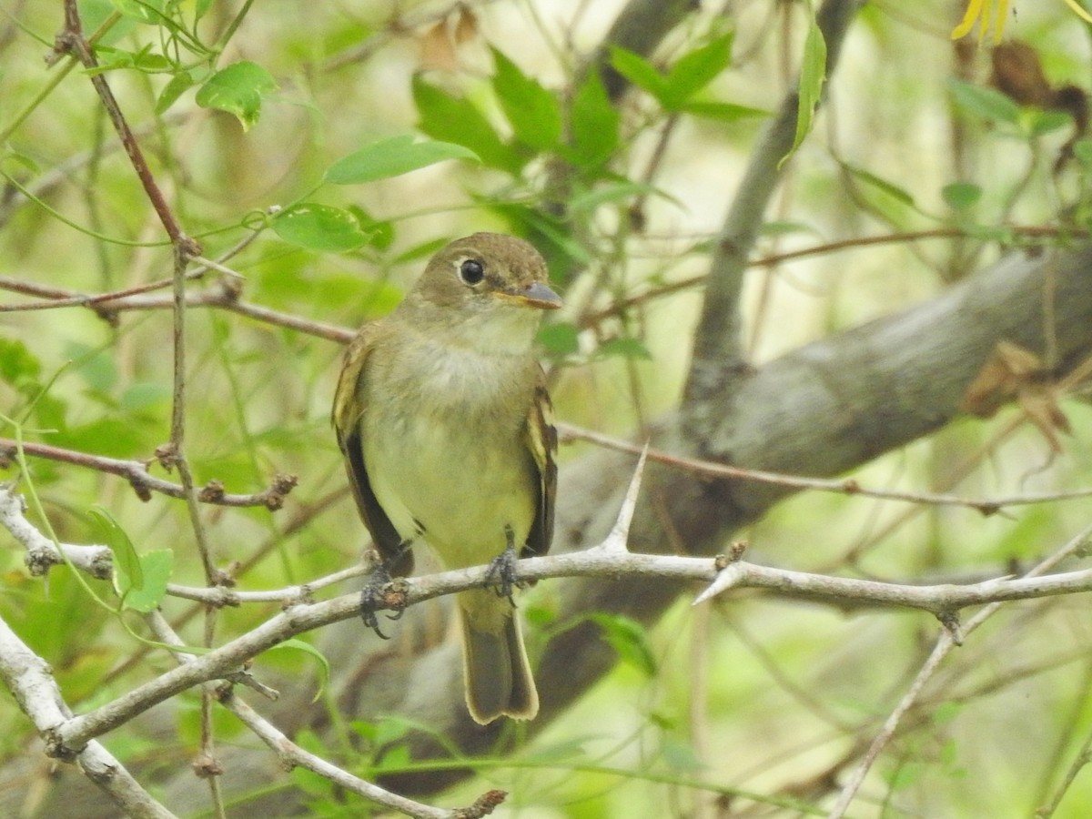 Alder/Willow Flycatcher (Traill's Flycatcher) - ML641174831