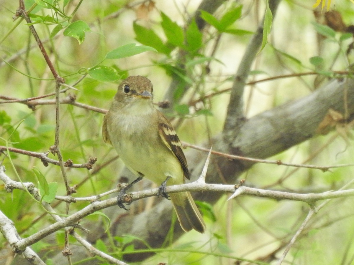 Alder/Willow Flycatcher (Traill's Flycatcher) - ML641174832
