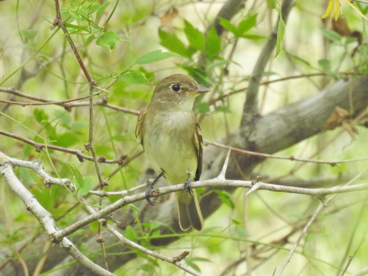 Alder/Willow Flycatcher (Traill's Flycatcher) - ML641174833