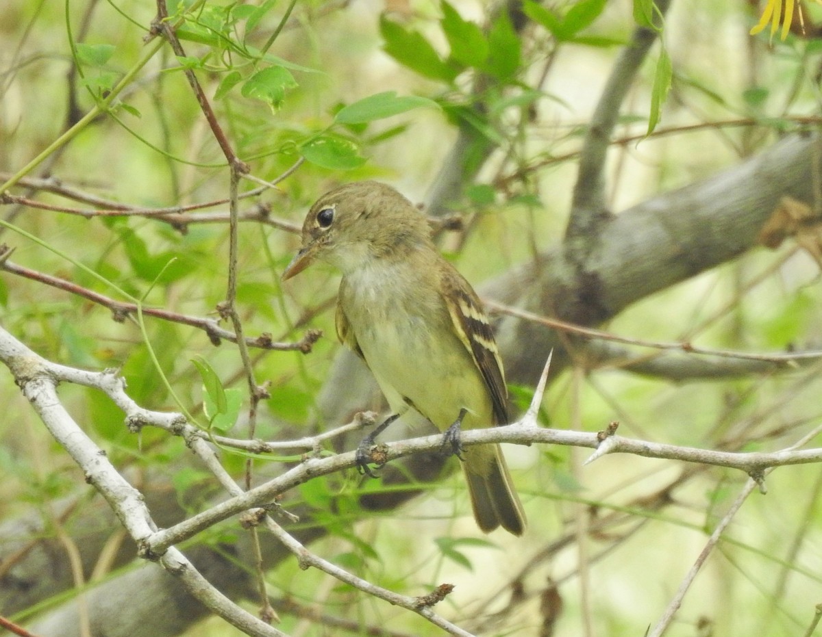 Alder/Willow Flycatcher (Traill's Flycatcher) - ML641174834