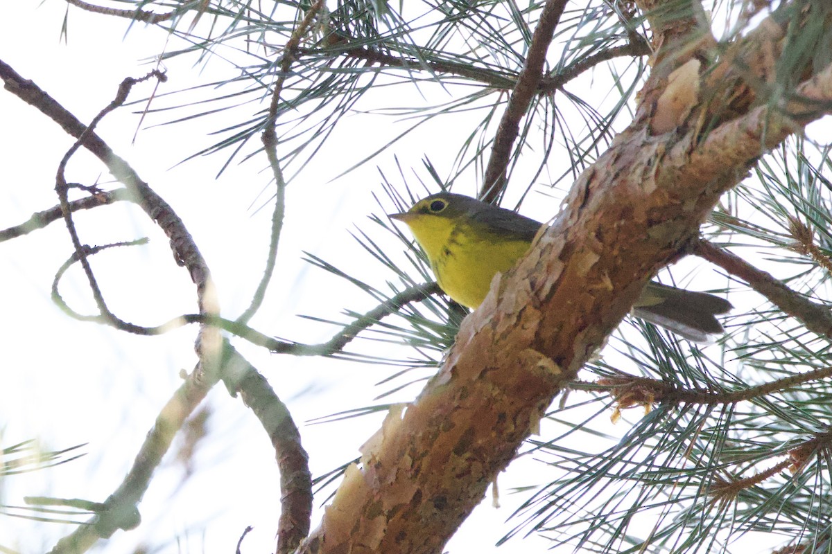 Canada Warbler - ML641174852