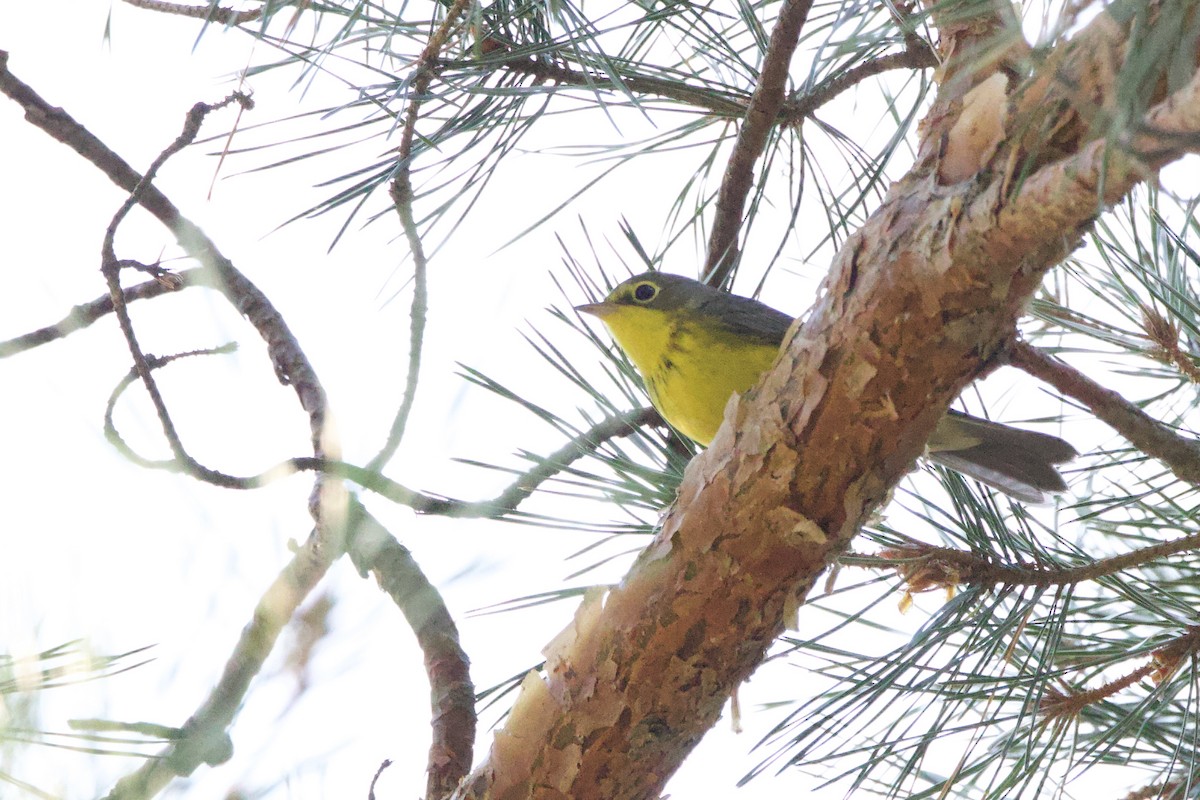 Canada Warbler - ML641174853