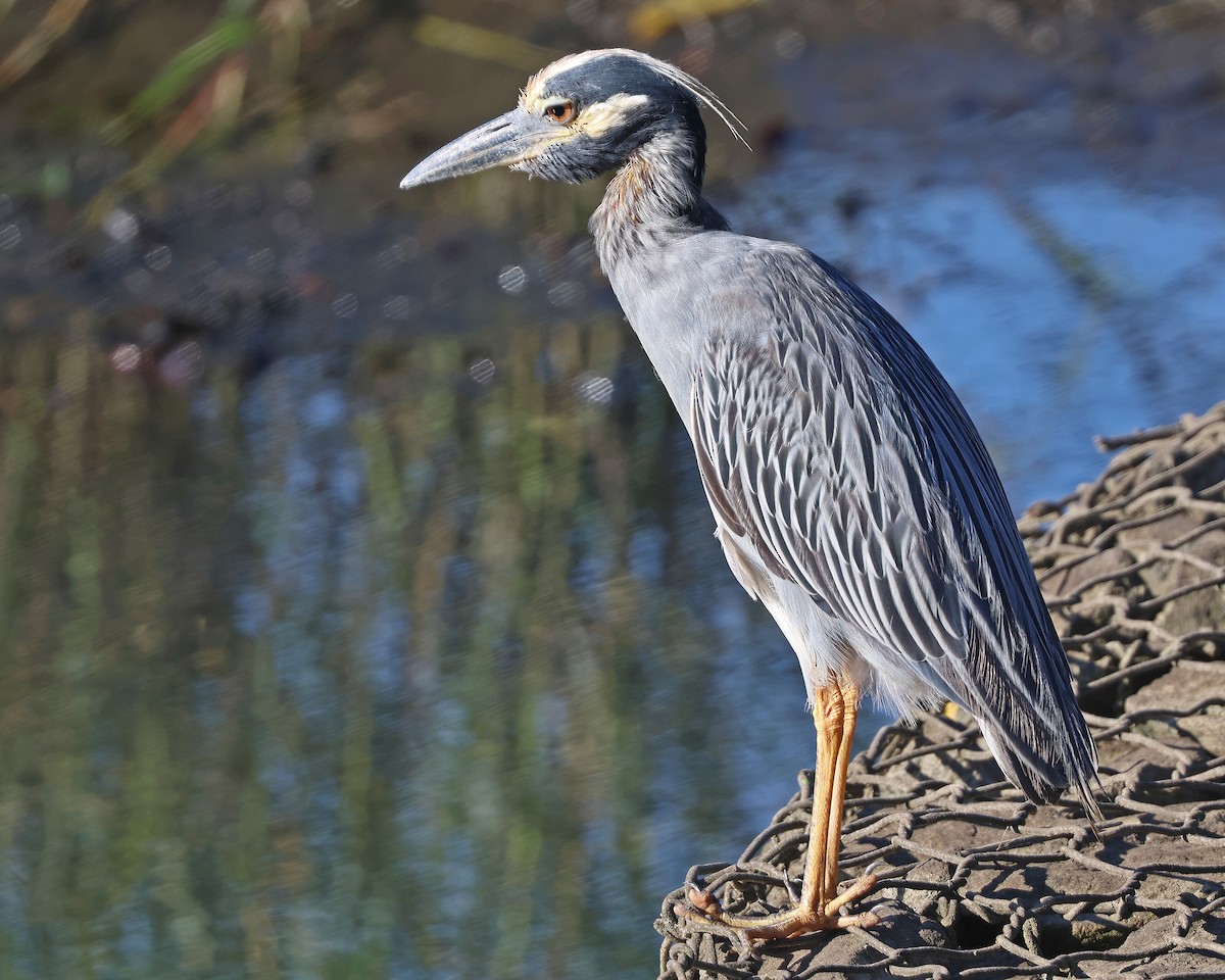 Yellow-crowned Night Heron - ML641174910