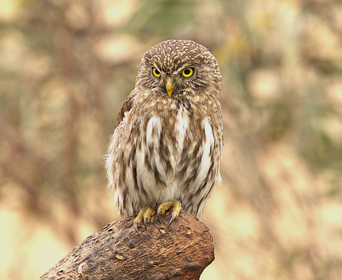 Peruvian Pygmy-Owl - ML641174918