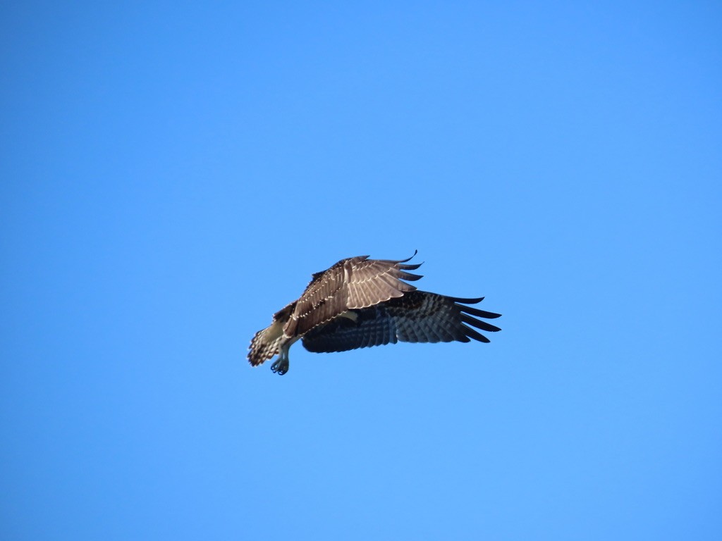 Osprey - ML641174940