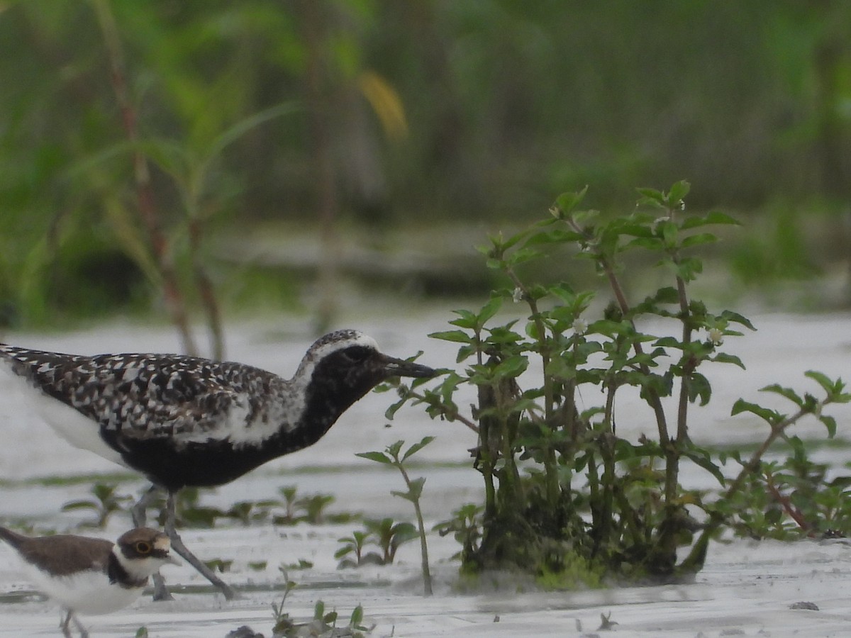 Black-bellied Plover - ML641174974