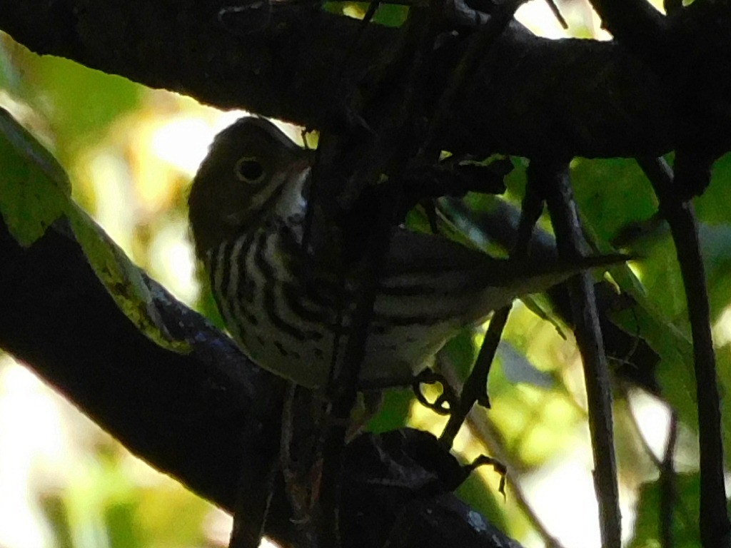 Ovenbird - ML641174975