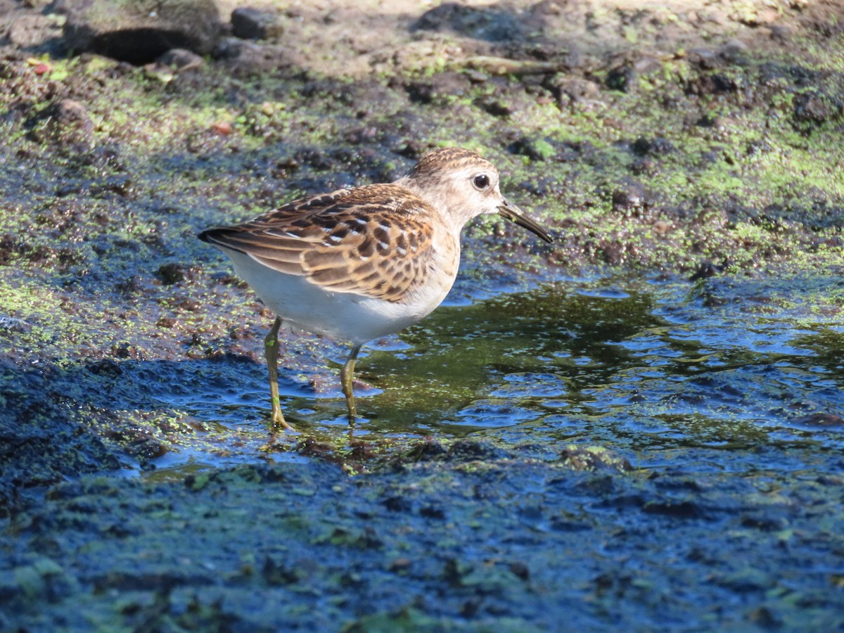 Least Sandpiper - ML641174982