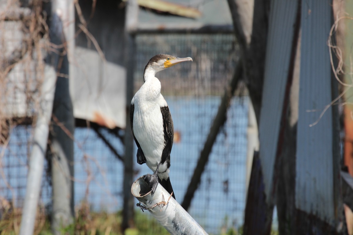 Great Cormorant - ML641174983