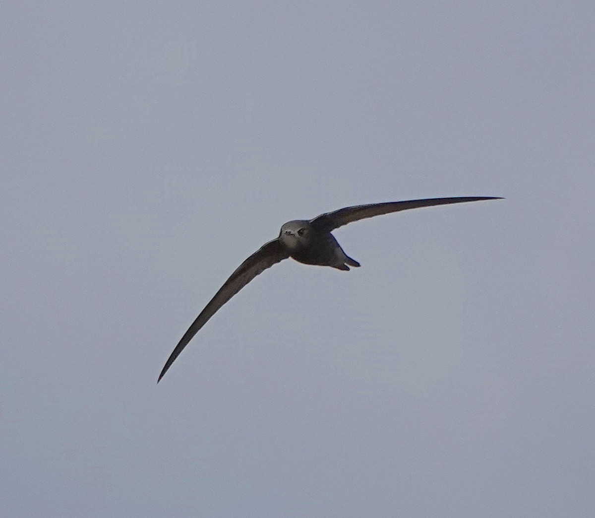 Common Swift - ML641175005