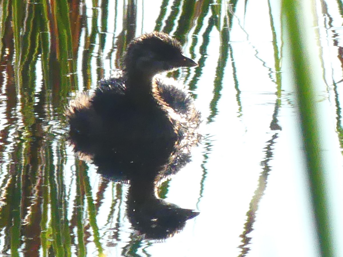 Pied-billed Grebe - ML641175026