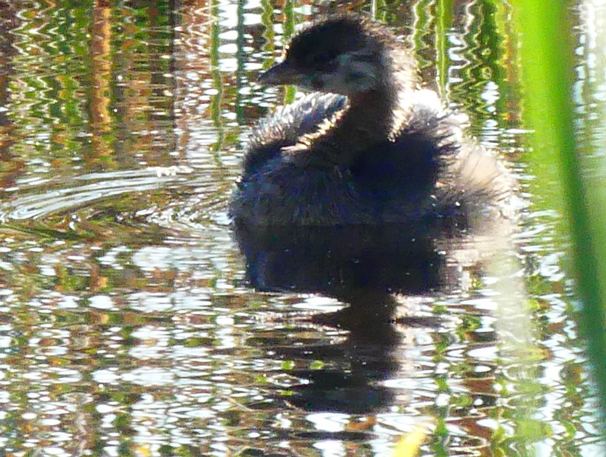 Pied-billed Grebe - ML641175027