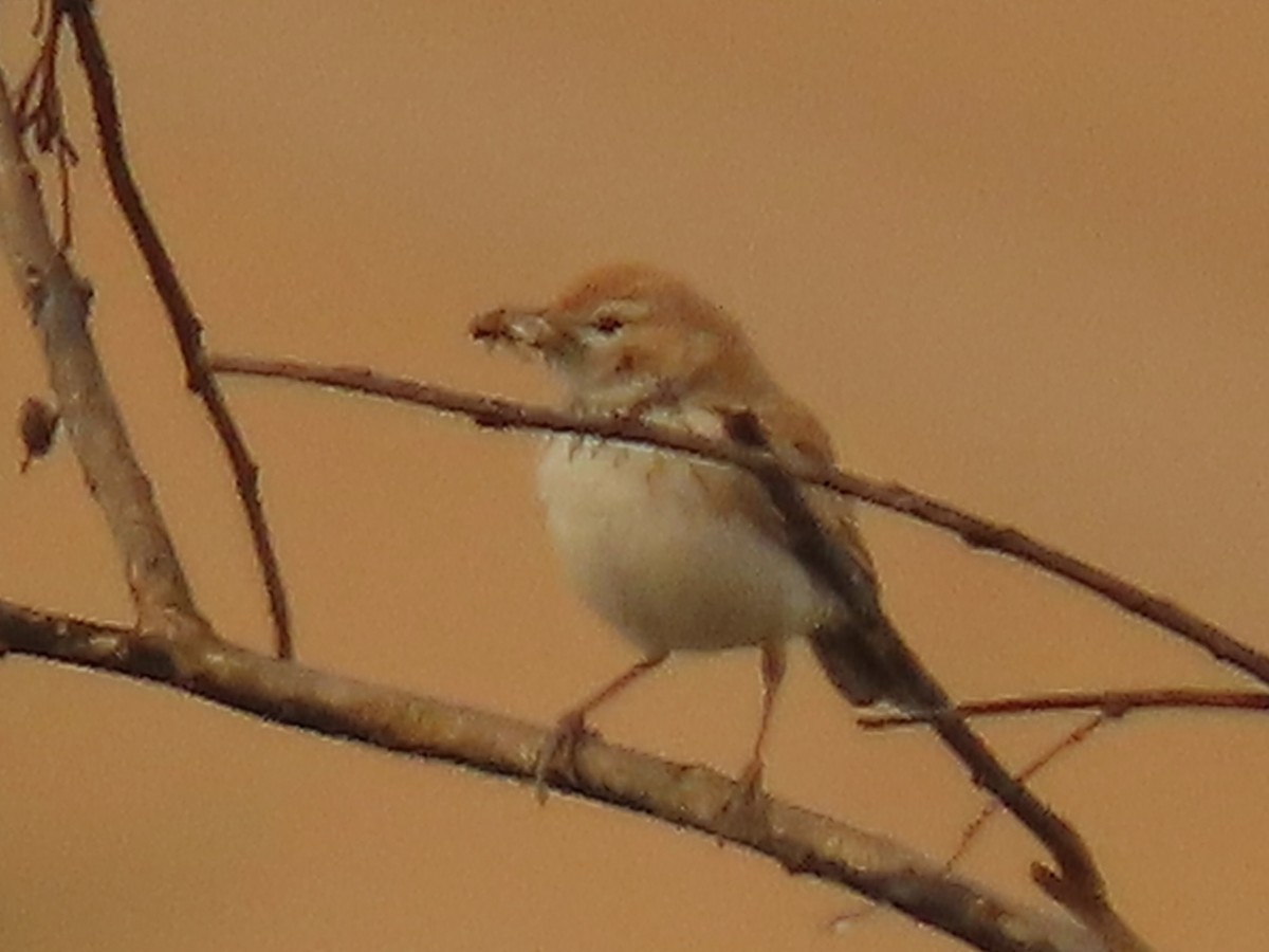 Dune Lark (Dune) - ML641175039