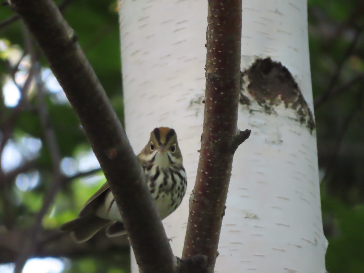 Ovenbird - ML641175040