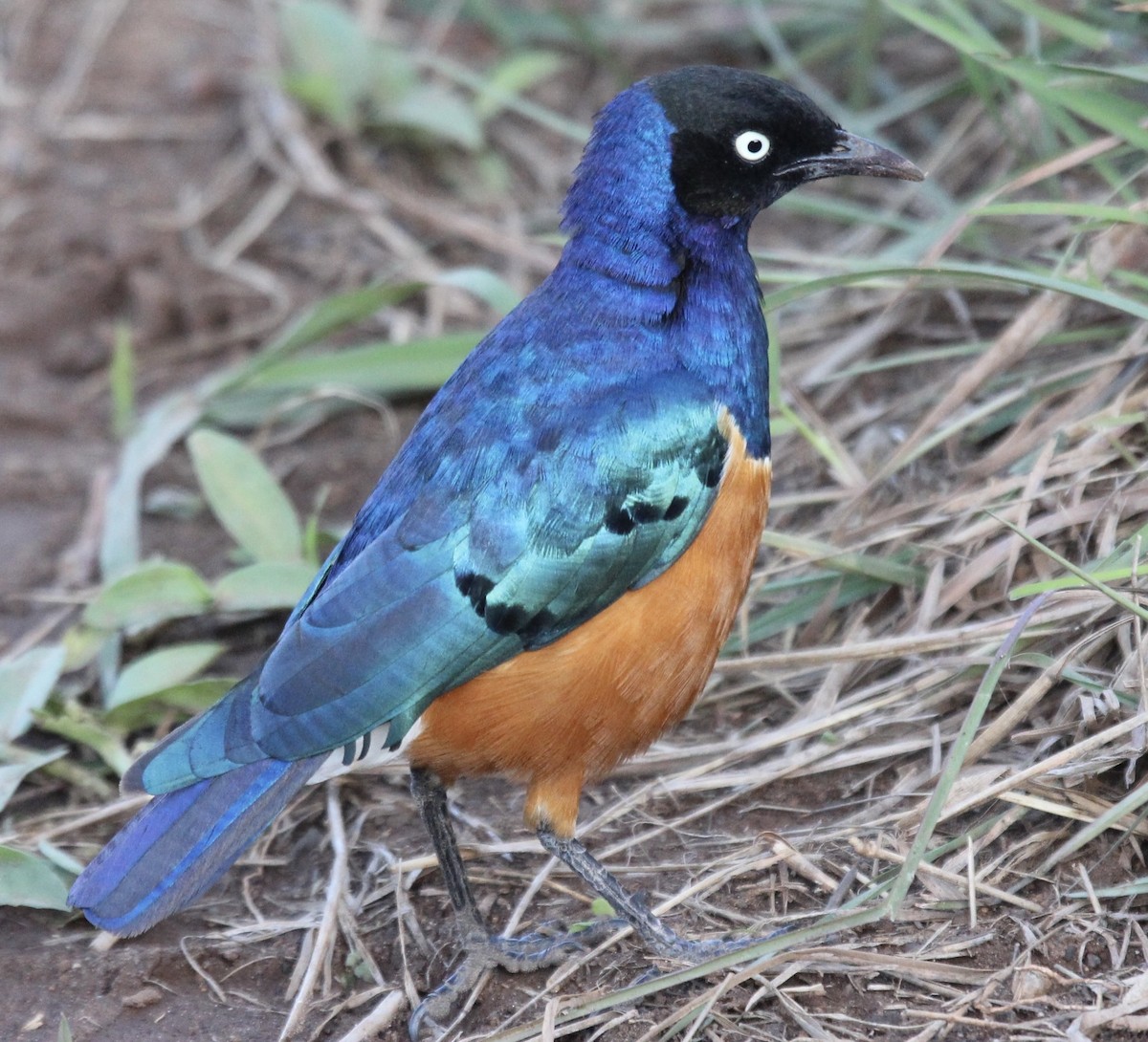 Superb Starling - ML641175056
