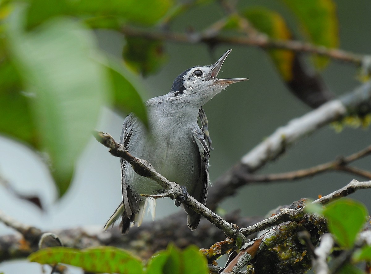 White-browed Gnatcatcher - ML641175063