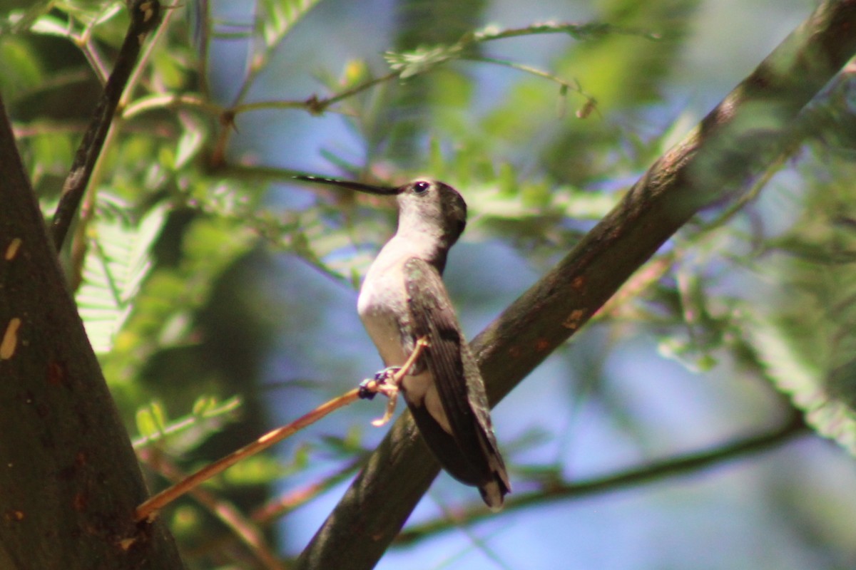 Black-chinned Hummingbird - ML641175077