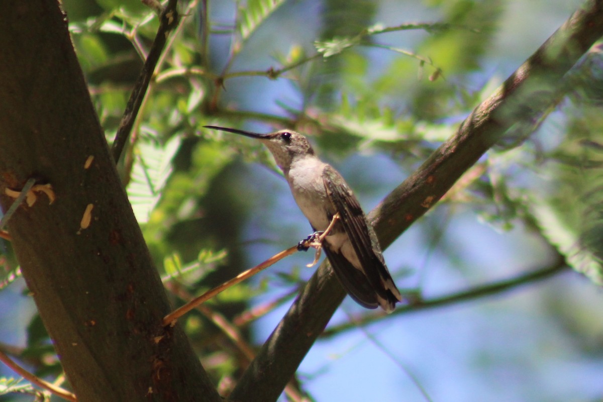 Black-chinned Hummingbird - ML641175078
