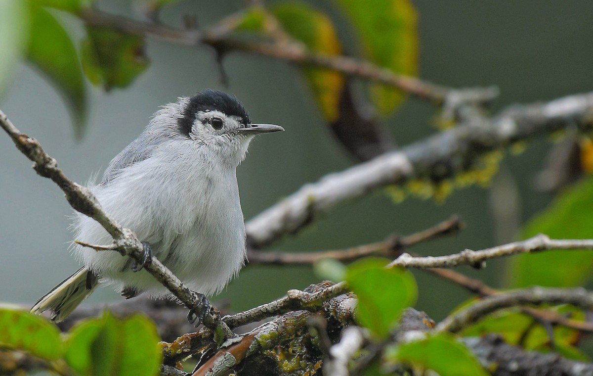 White-browed Gnatcatcher - ML641175085