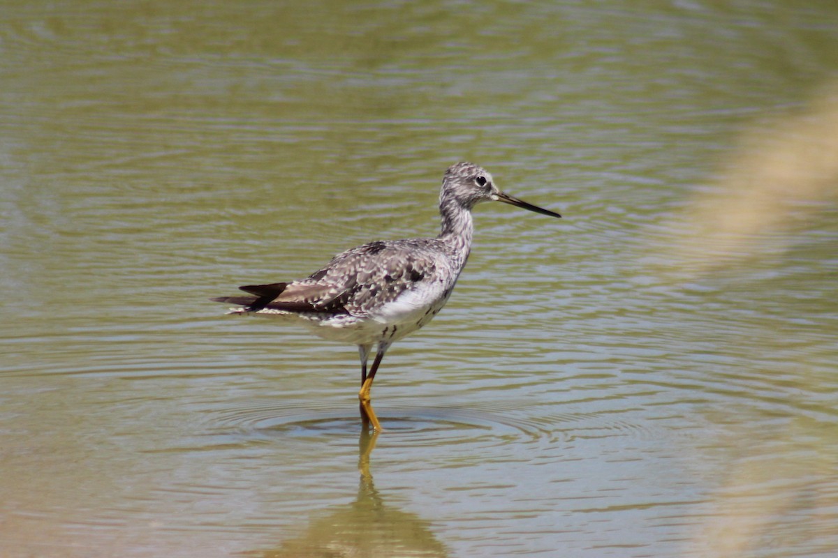 Greater Yellowlegs - ML641175089