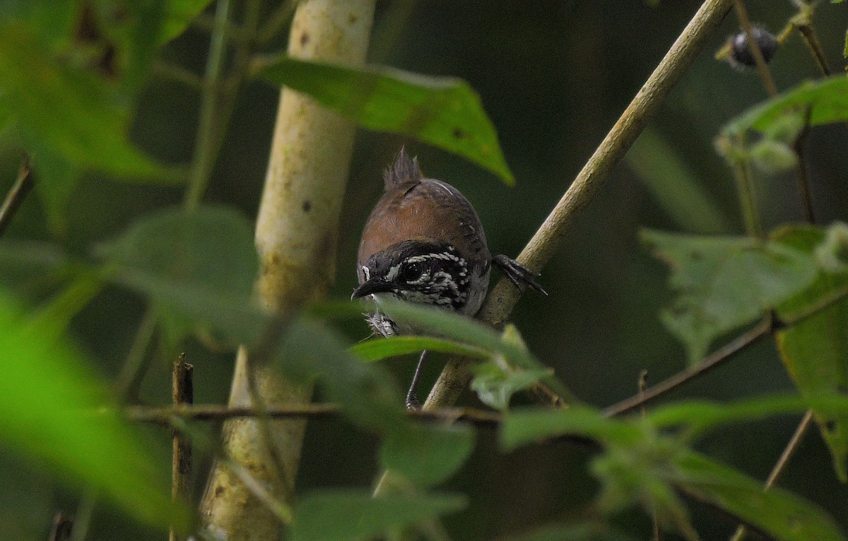 White-breasted Wood-Wren - ML641175097