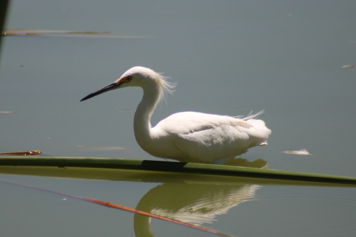 Snowy Egret - ML641175098