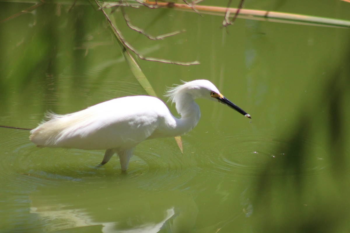Snowy Egret - ML641175099