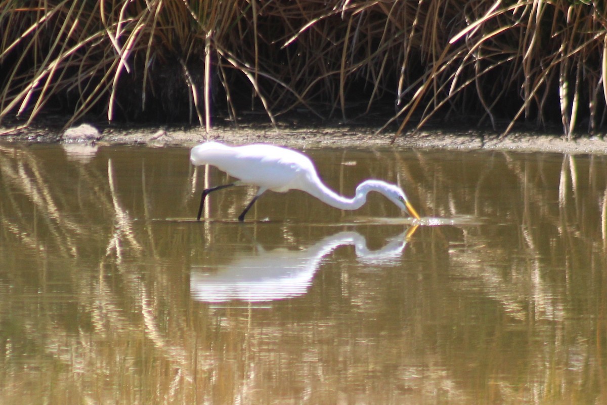 Great Egret - ML641175106