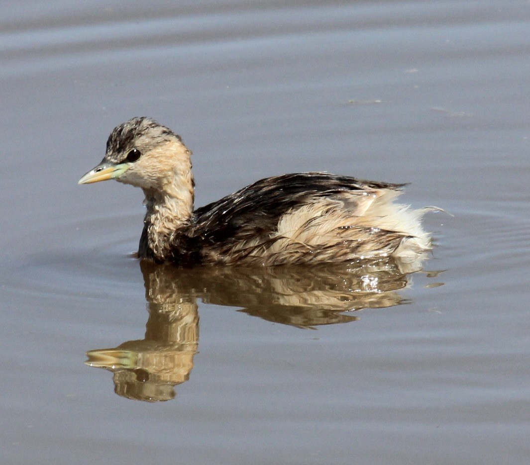 Little Grebe - ML641175115