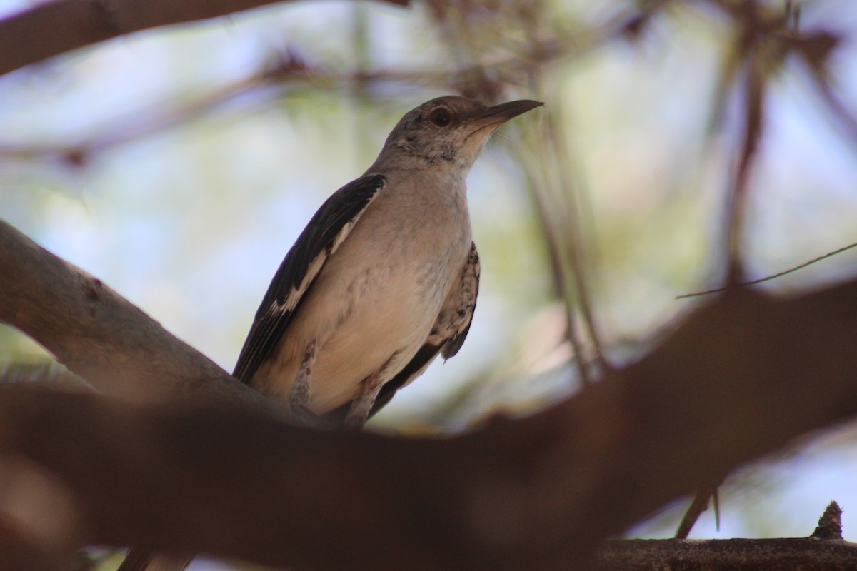 Northern Mockingbird - ML641175118