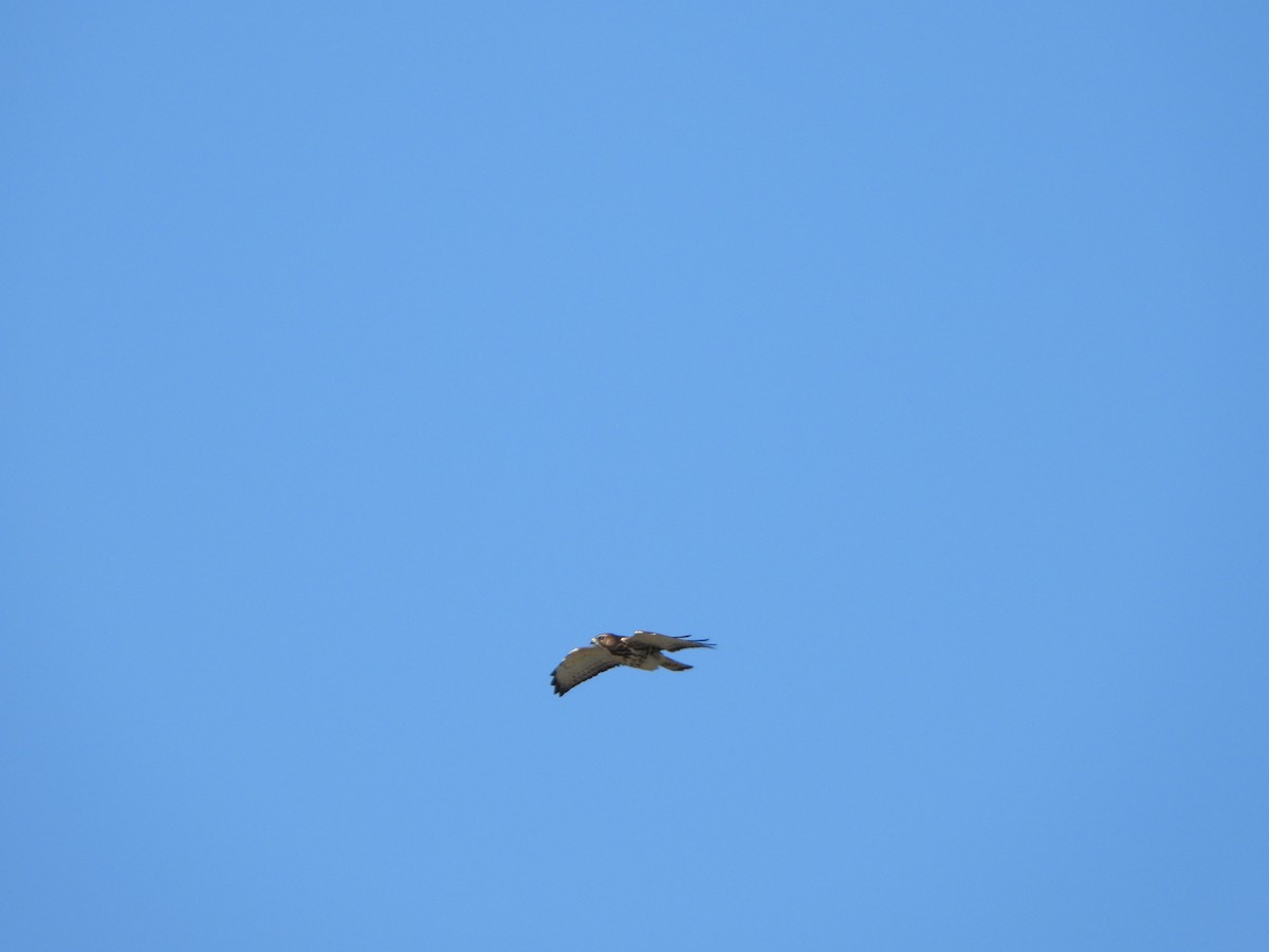 Broad-winged Hawk - ML641175146