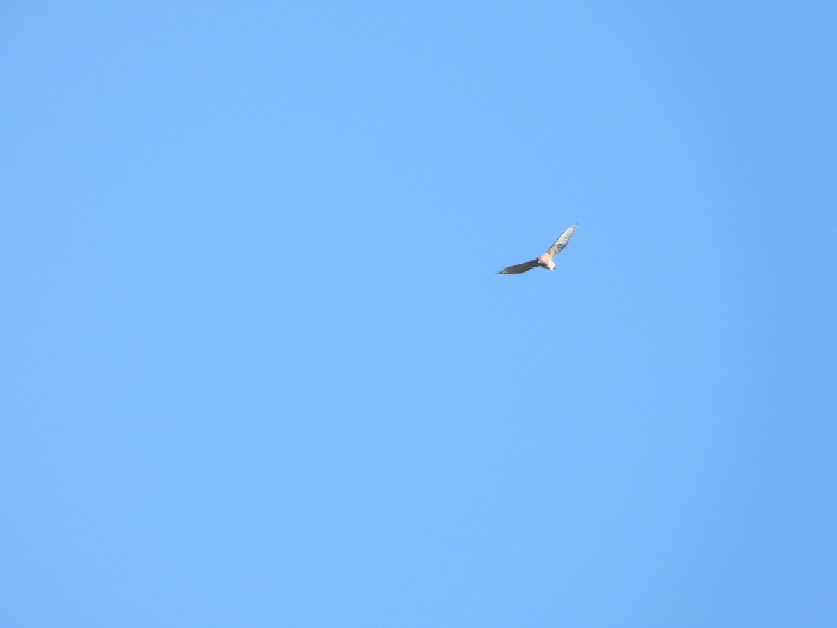 Broad-winged Hawk - ML641175147