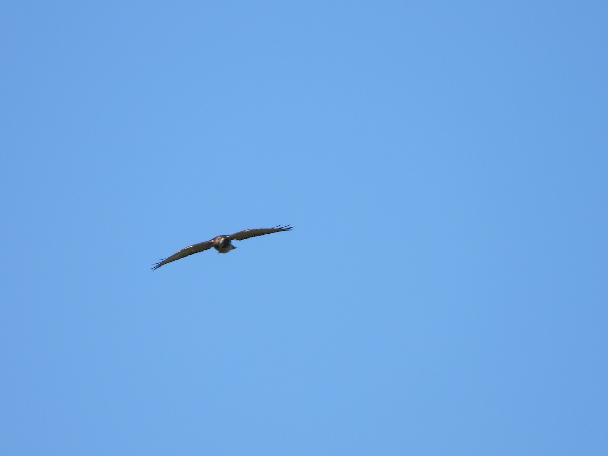 Broad-winged Hawk - ML641175148