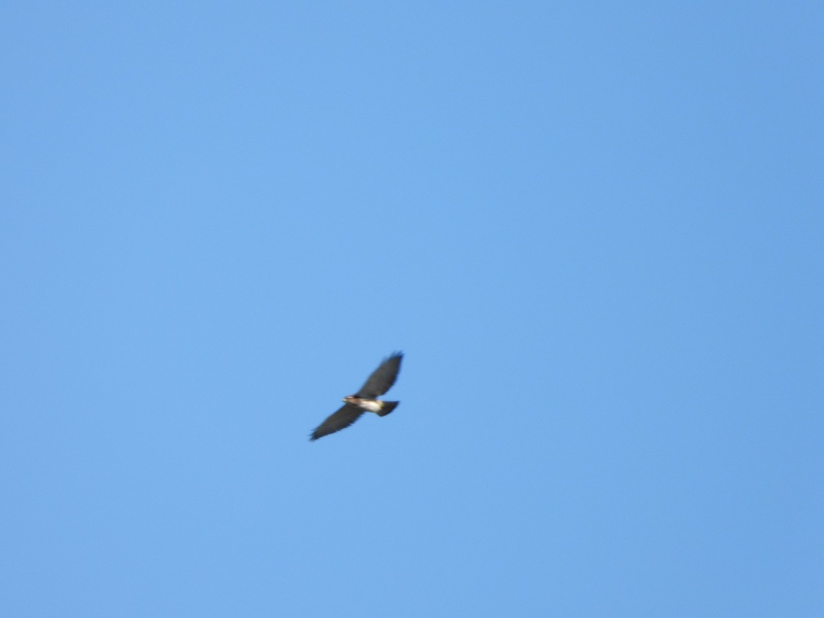 Broad-winged Hawk - ML641175149