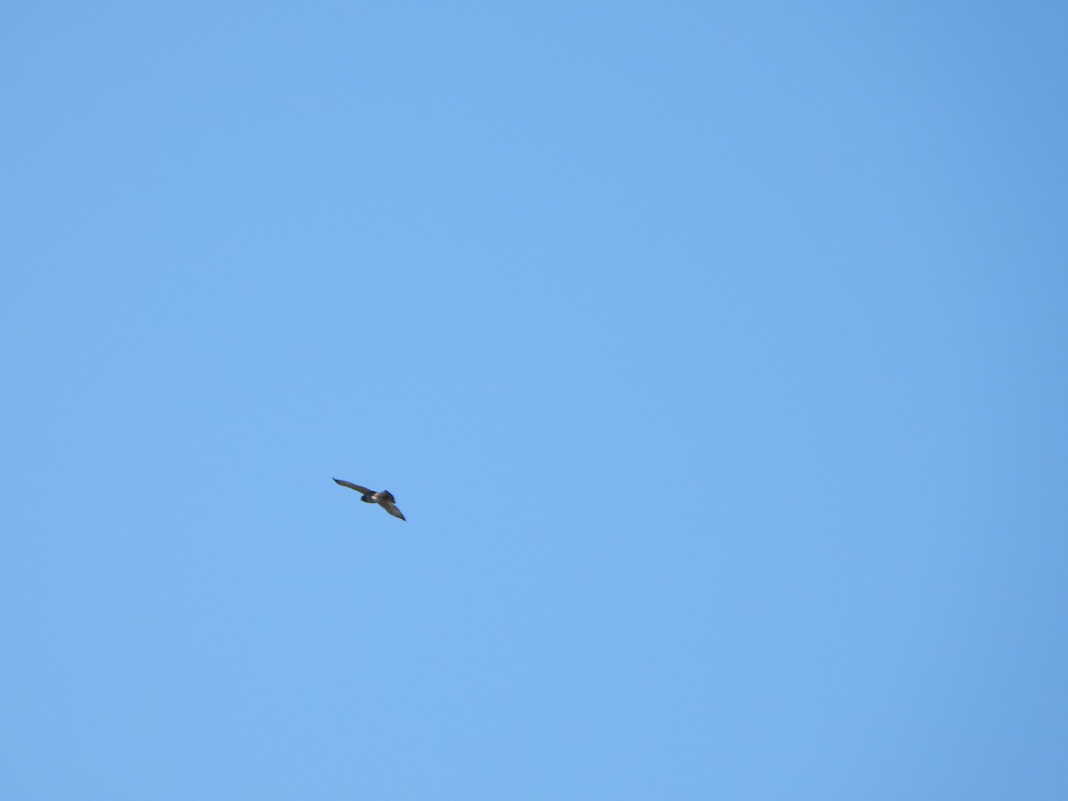 Broad-winged Hawk - ML641175150