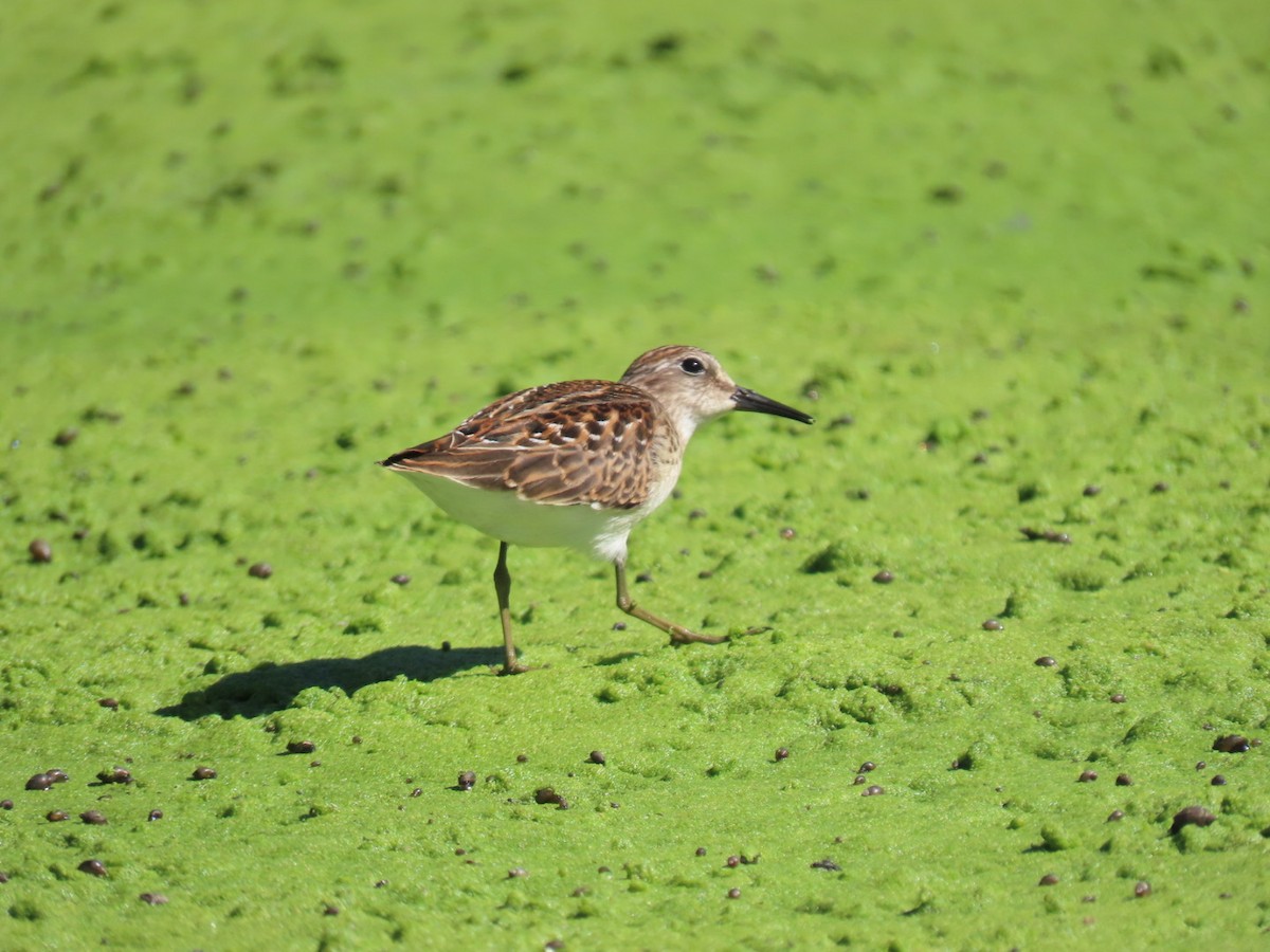 Least Sandpiper - ML641175156